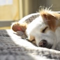 Finding a Shared Housing Unit in New Orleans with Pets: What You Need to Know