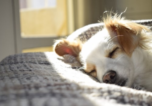 Finding a Shared Housing Unit in New Orleans with Pets: What You Need to Know
